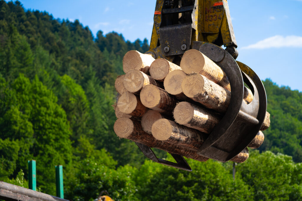 Dold Sägewerk Buchenbach